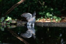 Badderende Sperwer