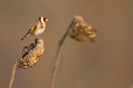 Putter op zonnebloem