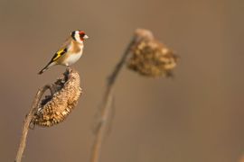 Putter op zonnebloem