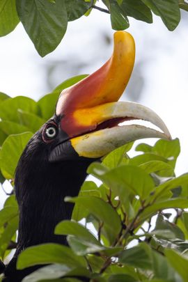 Neushoornvogel