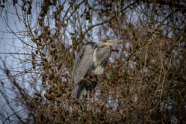 Hoog en droog in de larix