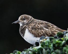 Steenloper op de zuidpier IJmuiden