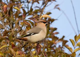 De Pestvogel in Houten