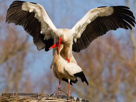 De lente is terug- de Ooievaar keert huiswaarts