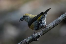 Vrouwtje kruisbek kijkt of de kust veilig is