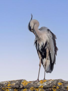 Blauwe reiger 