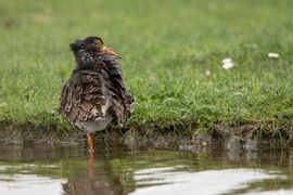 Wassende kemphaan