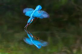 Het moment supreme van de duik van een IJsvogel