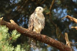 Blonde buizerd