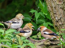 De appelvink nam zijn kinderen mee naar de voederplek in onze tuin 