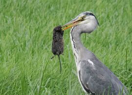 Blauwe reiger aan de maaltijd