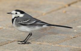 White Wagtail in Autumn