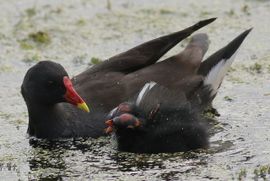 Samen uit eten