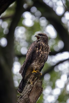 Roepende buizerd