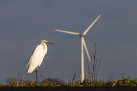 Grote zilverreiger op de polderdijk