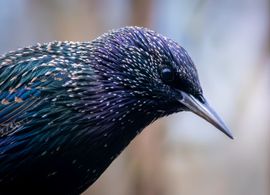 Verborgen kleuren van de spreeuw