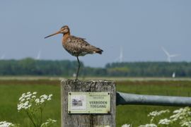 Grutto polder Arkemheen voorjaar 2021