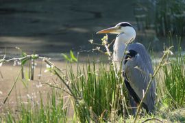 Blauwe Reiger