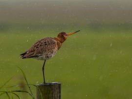 Grutto in de regen