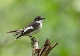 Somber bruingrijs????