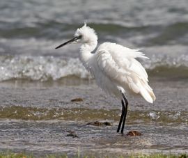 Punkie achtige Kleine Zilverreiger