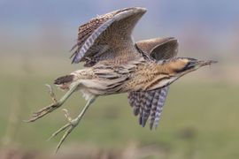 De roerdomp in vlucht