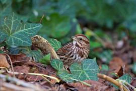 Amerikaanse dwaalgast