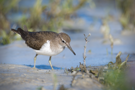 Rennend langs de oevers