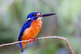 Menintingijsvogel