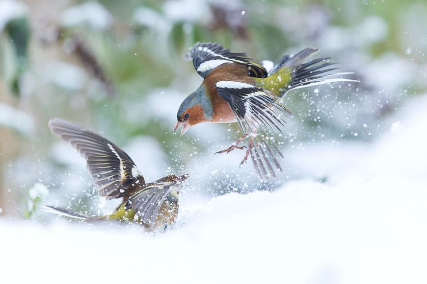 Vinkengevecht in de sneeuw