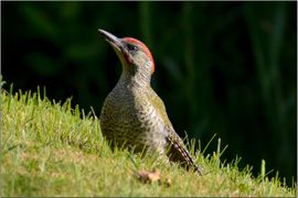 De groene Specht in de tuin, heel oplettend