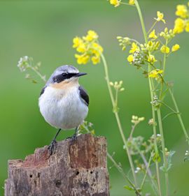 Een nieuwsgierige tapuit