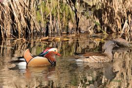 Koppel mandarijneenden