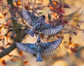 Prachtige spikkels en rugtekening van de Spreeuwen
