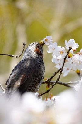 Sakura in Nara, Japan