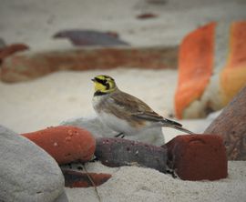 Aanbeland op Helgoland