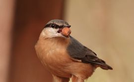 Boomklever met pinda