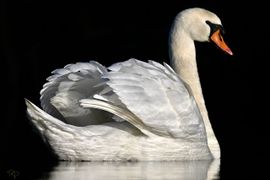 Mooier wordt het niet!