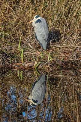 Een blauwe reiger warmt op in de zon met zijn of haar spiegelbeeld