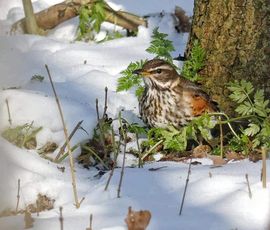 Op zoek naar lekkers