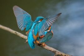 Koninklijke paring (van de kingfisher)