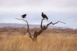 Spaanse Keizerarend met Raaf