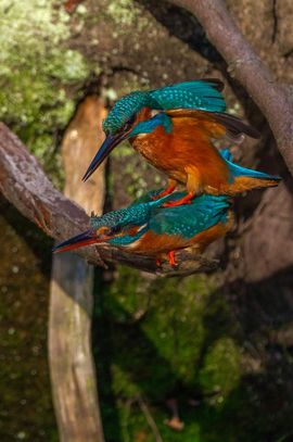 Parende ijsvogels