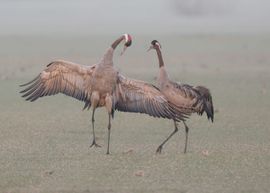 Let's dance!