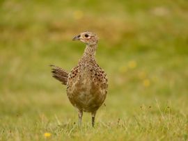 houdt alles in de gaten.....