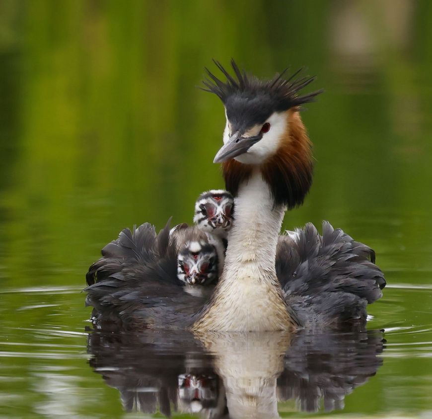 Zwemtocht met de kleintjes