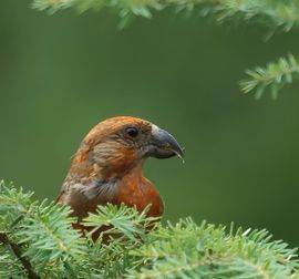 Kruisbek in het mooie groen