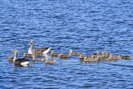 Grote familie