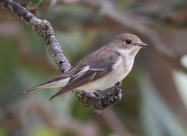 Pied Flycatcher on a branch on loquat tree