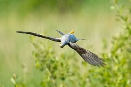 Koekoek is van het padje